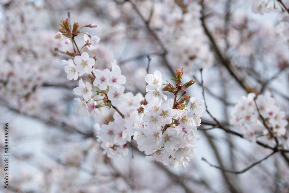 Close up of white cherry blossom growing on a cherry tree in the front garden of a house in Kensington, London UK. Close up of white cherry blossom growing on a cherry tree in the front garden of a house in Kensington, London UK.