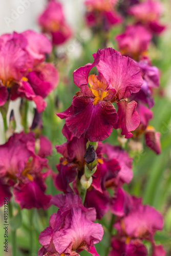 Violet and blue blooming iris flowers closeup on green garden background. Sunny day. Lot of irises. Large cultivated flowerd of bearded iris (Iris germanica). Blue and violet iris flowers are growing