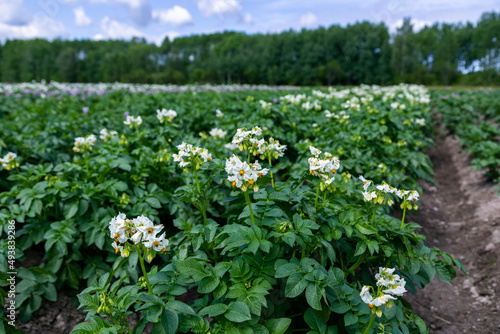 Fototapeta Naklejka Na Ścianę i Meble -  Close up white flower of potato crop