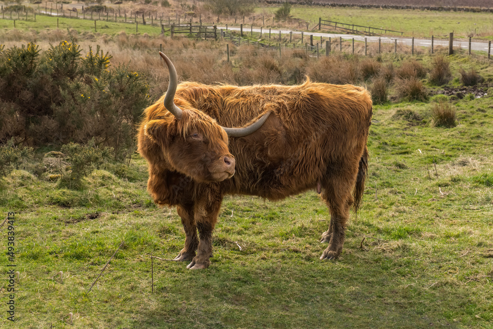 Highland cow scratching itself in a field in Scotland Highland cow scratching itself in a field in Scotland
