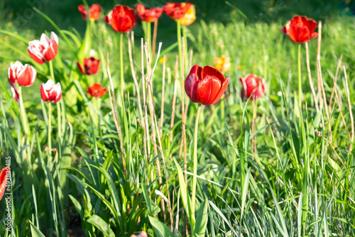 Bright colorful red purple tulip bouton flowers blooming blossoming on city park  garden backyard flowerbed outdoor on sunny spring summer day  flora  flower care  gardening  nature landscape