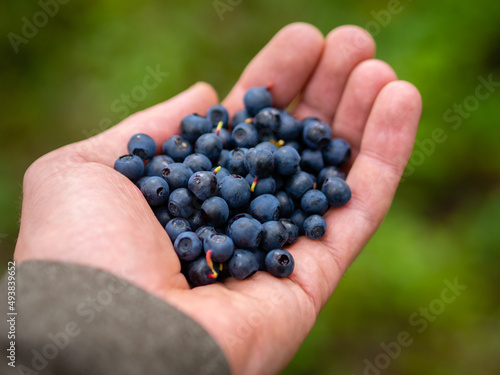 Fresh Blueberries in Man’s Hand © Dominic
