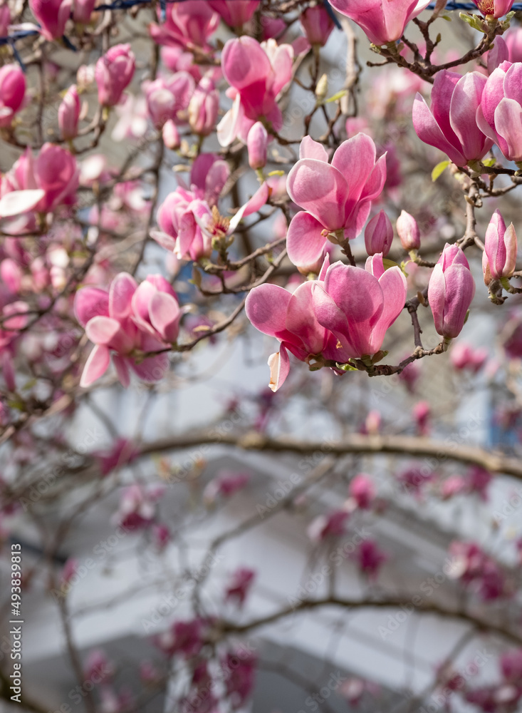 Close up of magnolia tree with stunning pink flowers. Photographed in the front garden of a house in Kensington, west London UK. Close up of magnolia tree with stunning pink flowers. Photographed in the front garden of a house in Kensington, west London UK.