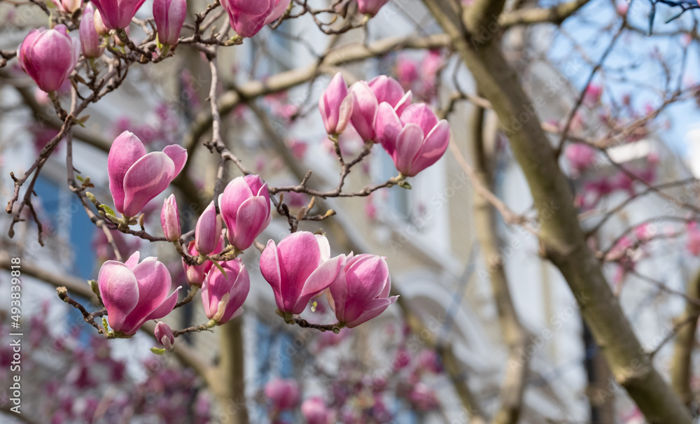 Close up of magnolia tree with stunning pink flowers. Photographed in the front garden of a house in Kensington, west London UK. Close up of magnolia tree with stunning pink flowers. Photographed in the front garden of a house in Kensington, west London UK.