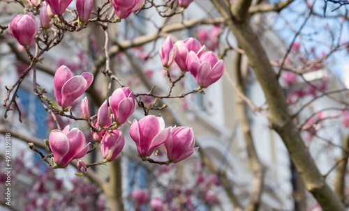 Close up of magnolia tree with stunning pink flowers. Photographed in the front garden of a house in Kensington, west London UK. 