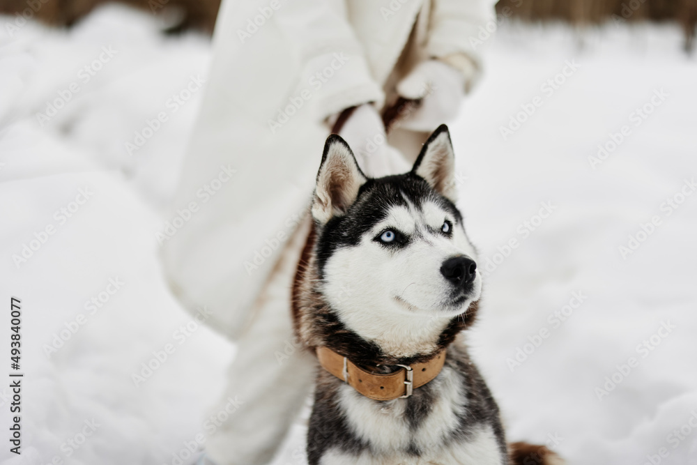 Naklejka premium young woman with husky winter walk outdoors friendship fresh air