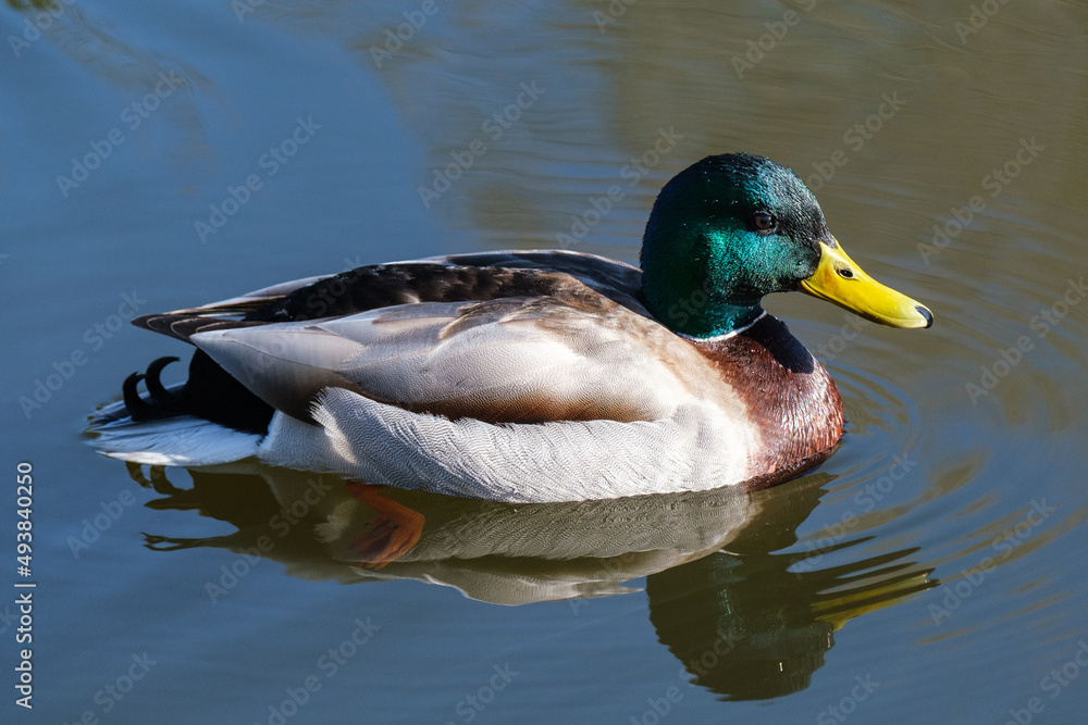 Fototapeta premium Mallard (Anas platyrhynchos), Lagan River, Belfast, Northern Ireland, UK