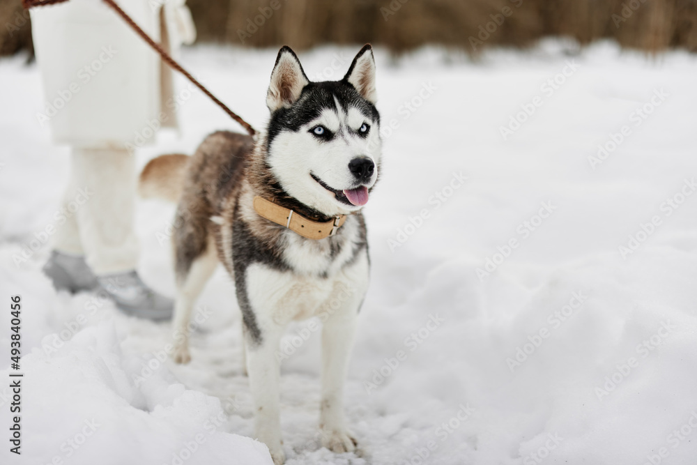 Naklejka premium cheerful woman outdoor games snow fun travel winter holidays