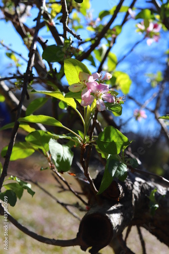 A fruit tree with pink and white flowers.