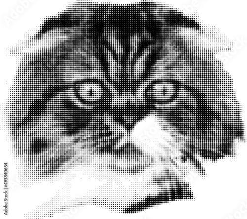 Muzzle of a cute fold cat in halftone dots effect style. Close-up, vector.