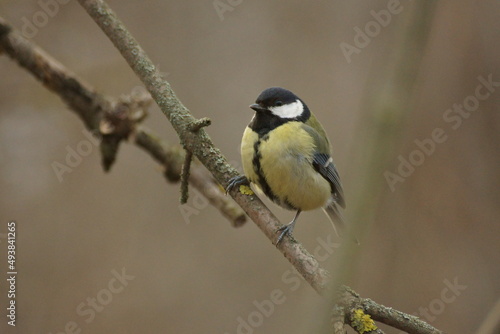 Titmouse on a tree branch