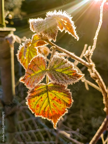 frostige blätter im Sonnenschein