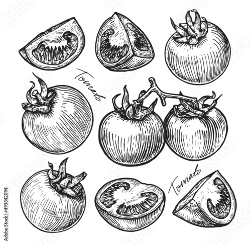 Tomato set sketch. Organic farm vegetables in vintage engraving style. Vector illustration