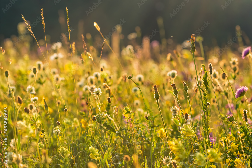 Beautiful alpine meadow with colorful flowers