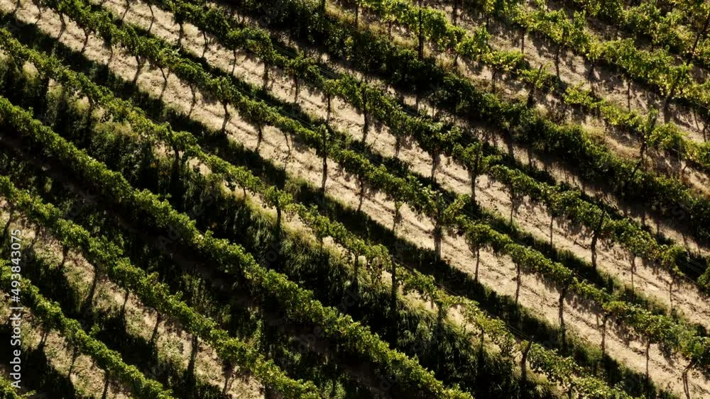 Vineyards on the hills in Goriska Brda, Tuscany like Vineyards on the hills in Goriska Brda, Tuscany like