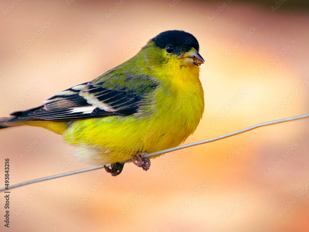 Obraz premium bird on a wire