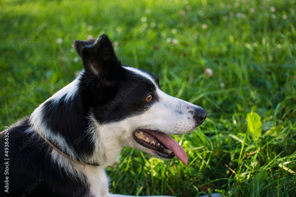 Adorable young black and white border collie dog portrait side view, green grass with flowers in background, sunny spring day in a park