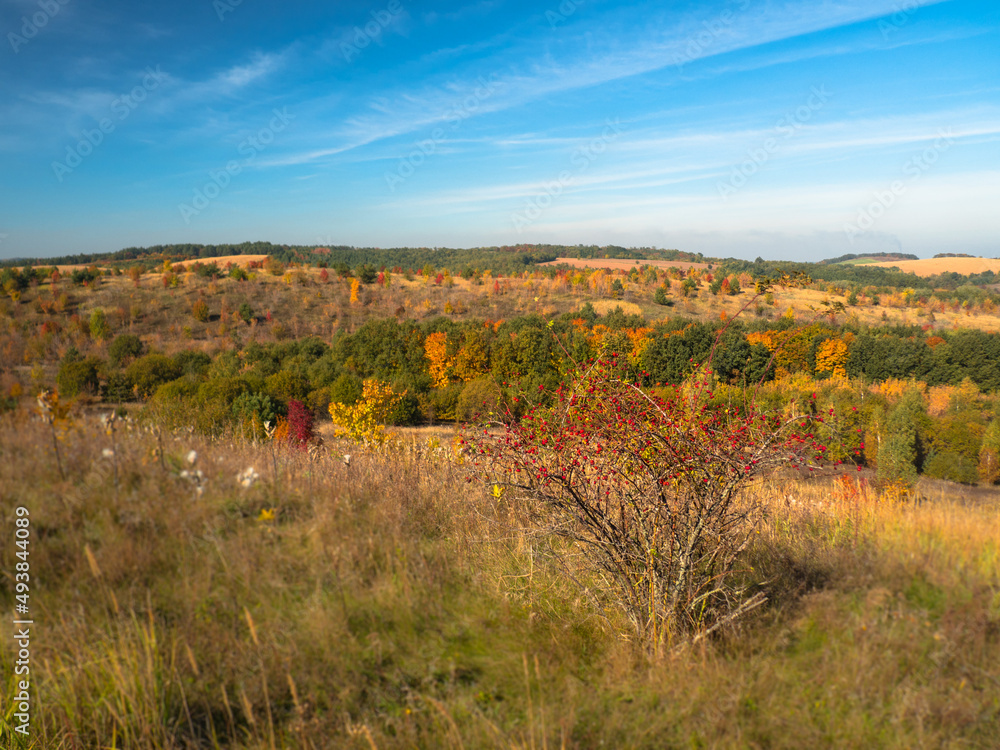 Autumn day. Autumn forest. Panorama of the autumn valley. yellow and red tree leaves and grass . 