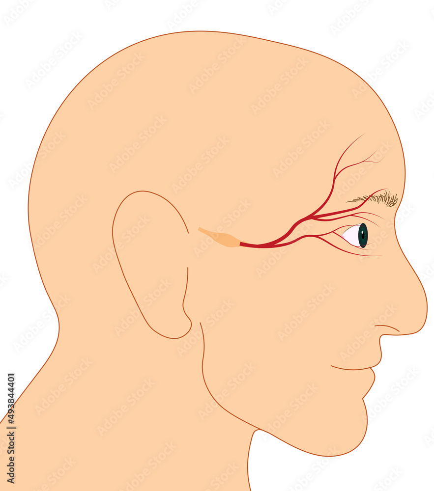 Trigemial and ophtalmic nerve illustration. Trigemial and ophtalmic nerve illustration.