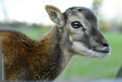Fototapeta Naklejka Na Ścianę i Meble -  deer in the zoo, goat in cage