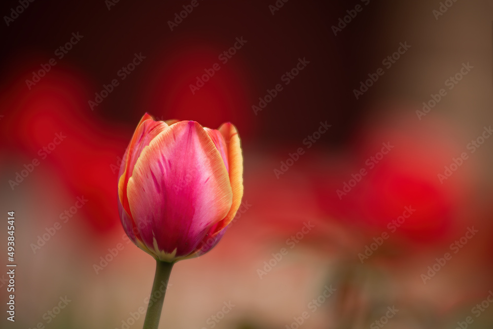 Beautiful red-yellow striped tulip on colorful background Beautiful red-yellow striped tulip on colorful background