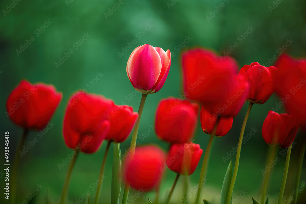 Fototapeta premium Red and red-yellow striped tulips on green natural background