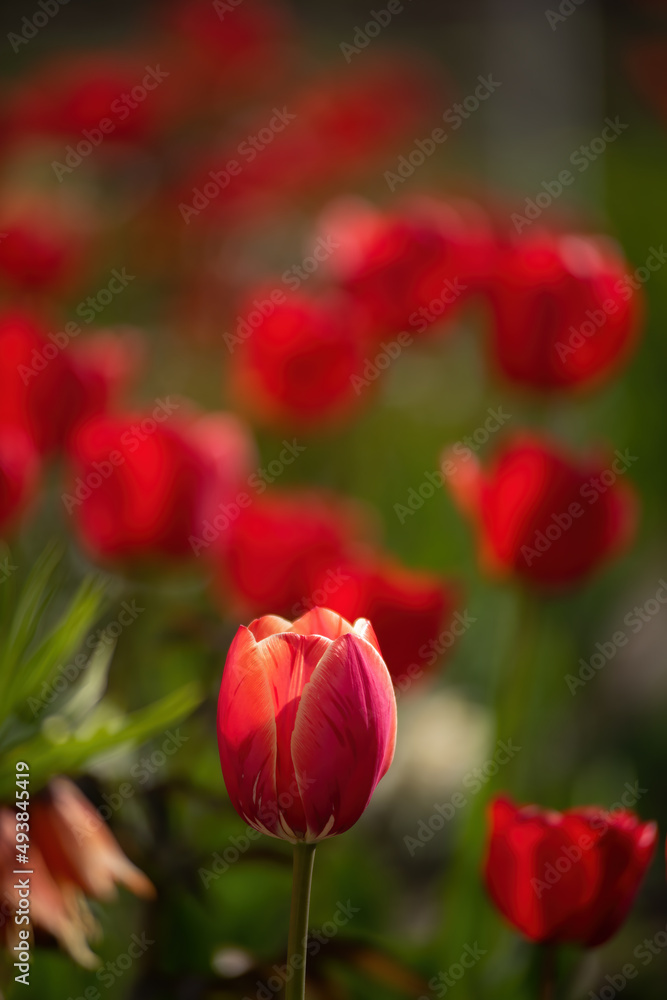 Obraz premium Red-yellow striped tulips on green and red natural background