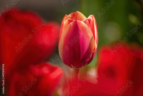 Red-yellow striped tulip with many red tulips defocused on foreground
