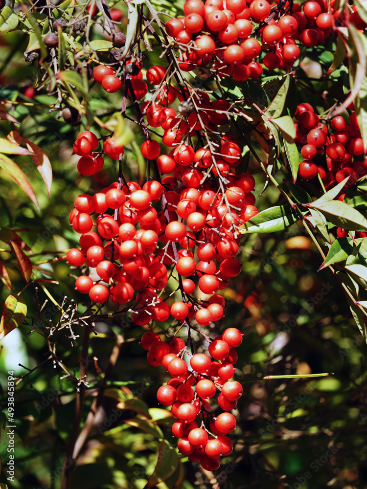 Obraz premium Red berries on Heavenly Bamboo Nandina Shrub