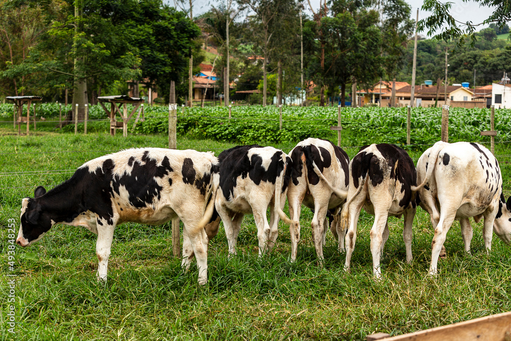 Calves confined in a dairy farm. Brazil Calves confined in a dairy farm. Brazil
