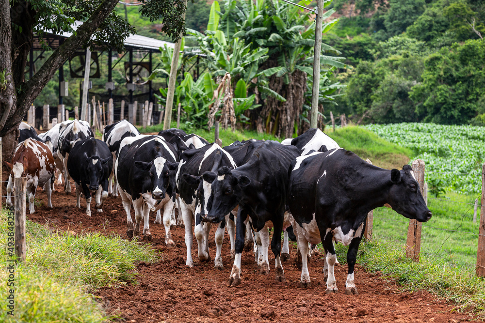 Calves confined in a dairy farm. Brazil Calves confined in a dairy farm. Brazil