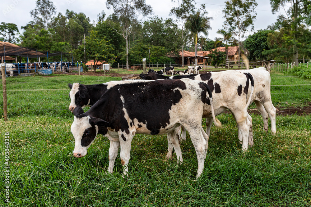Calves confined in a dairy farm. Brazil