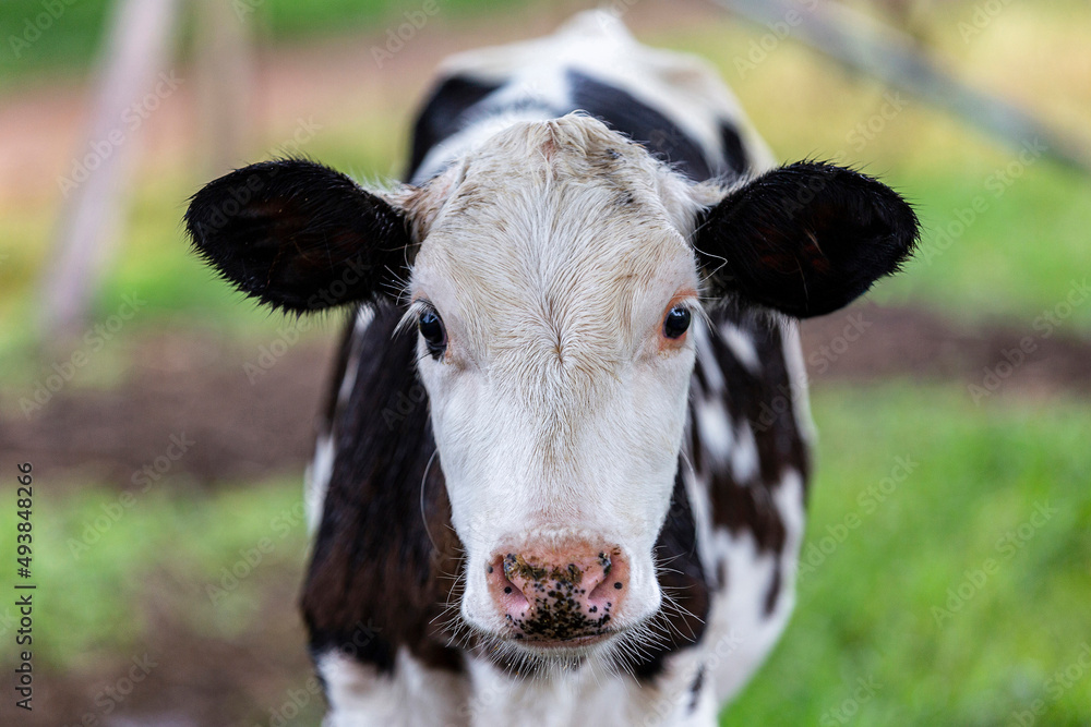 Calves confined in a dairy farm. Brazil Calves confined in a dairy farm. Brazil