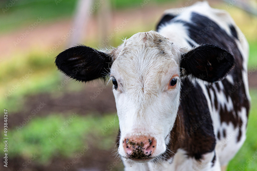 Calves confined in a dairy farm. Brazil Calves confined in a dairy farm. Brazil