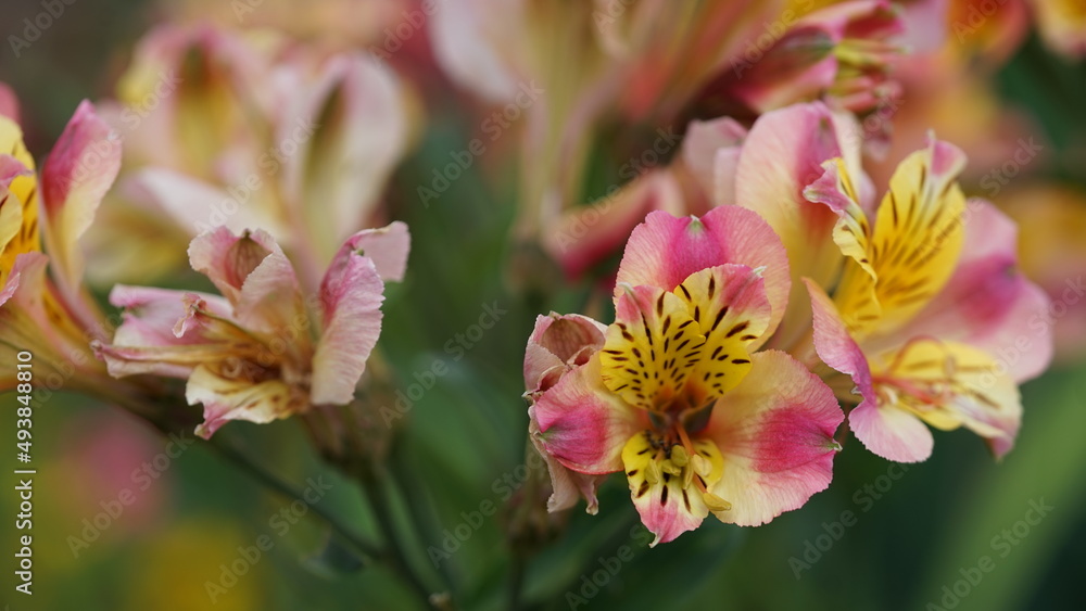 Obraz premium Flower