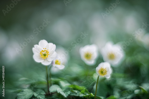 wood anemone spring white flower vintage lens rendering
