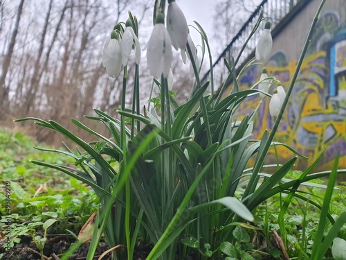 white spring flowers