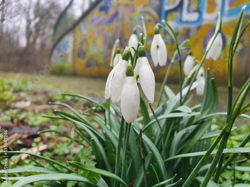 spring crocus flowers