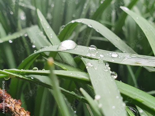 dew on grass