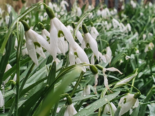 snowdrops in spring