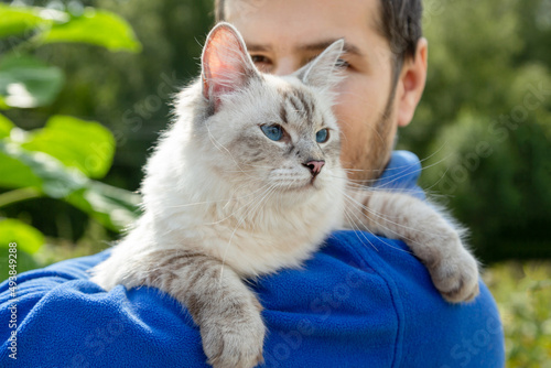Canvas Print Siberian cat breed Neva Masquerade in the hands of the owner