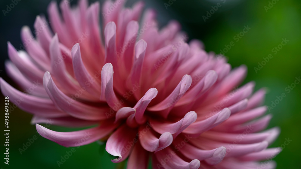 Flower Flower