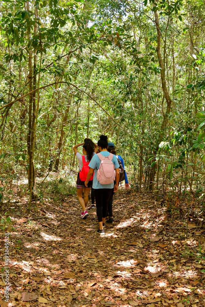 group hiking in the forest, hikers in the forest, women on the trails, tourism in brazil, brazilian landscape, adventure tourism	