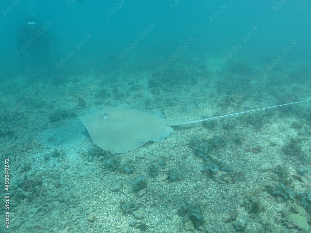 Fototapeta premium raya-látigo