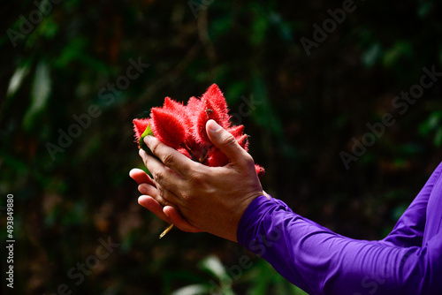indigenous ritual with annatto flowers in the forest, international day of indigenous peoples photo