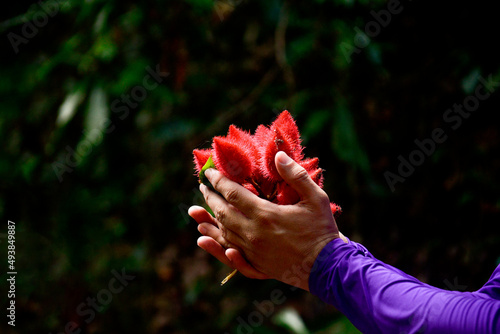closeup on male hands holding annatto flowers in indigenous religious ritual in the forest, international day of indigenous peoples photo