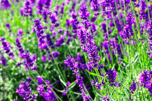 Lavender flowers wallpaper © lumikk555