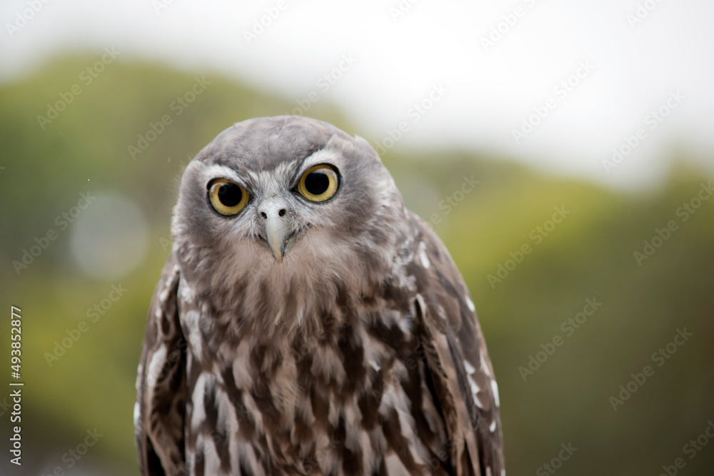 the barking owl has yellow eyes and brown and white feathers the barking owl has yellow eyes and brown and white feathers