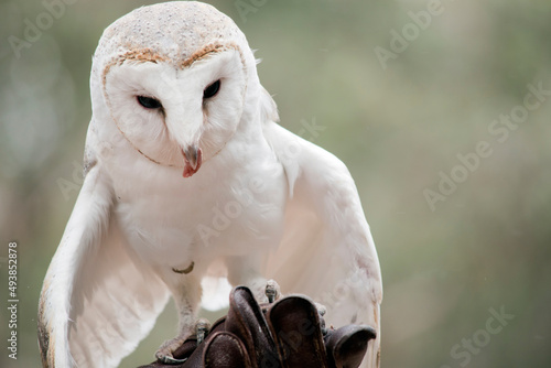 Schilderij op canvas the barn owl has a white body with a heart shaped face