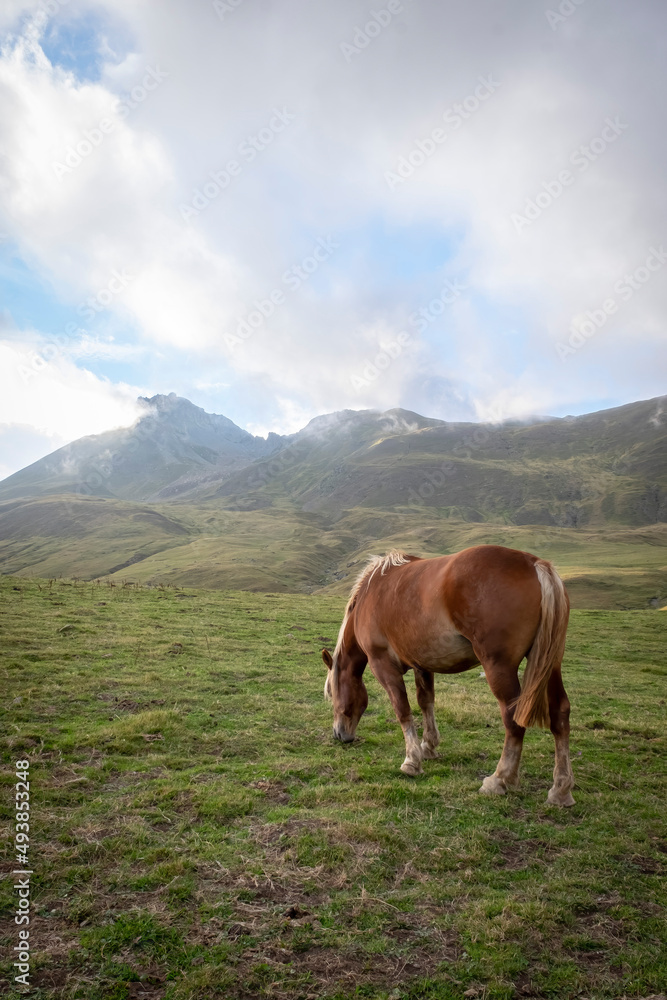 hispanic breton horse grazing in the pastures of the pyrenees, with the mountains in the background with clouds covering their peaks, vertical